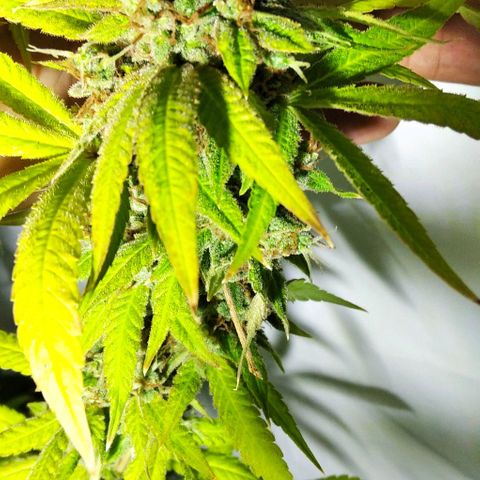 Nitro haze growlog timeline photo