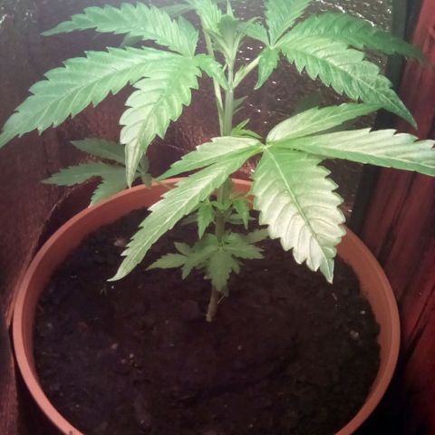 Lemmon growlog timeline photo