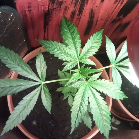 Lemmon growlog timeline photo