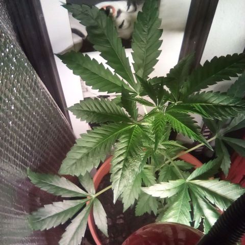 Lemmon growlog photo: 36 cm de base a último nudo!!