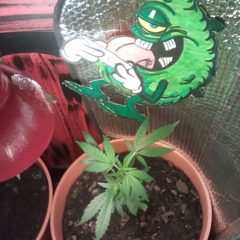 Lemmon growlog photo: Las más chica de las dos 27 cm de base a último nudo!!