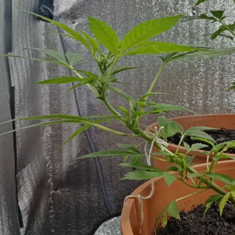 Lemmon growlog photo: Fotos tomadas a menos de una semana de armar con Marcia nuestro indoor, empapelando todo con rollo de aislante de Luminio y cinta gruesa, pasando un cable de la lámpara colgando, todo armado x nosotros, el indoor lo armó por completo mi esposa Marcia, le quedó de 10, a la más chica de las plantitas le hicimos un entrenamiento bajo en strees para insentivar su crecimiento, muchísimo más lento que nuestra otra plata.

 