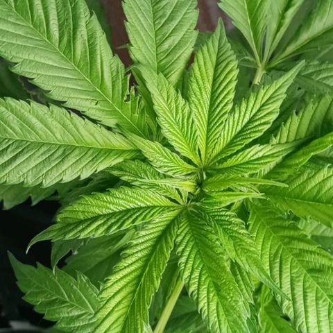 Lemmon growlog photo: Fotos tomadas a menos de una semana de armar con Marcia nuestro indoor, empapelando todo con rollo de aislante de Luminio y cinta gruesa, pasando un cable de la lámpara colgando, todo armado x nosotros, el indoor lo armó por completo mi esposa Marcia, le quedó de 10, a la más chica de las plantitas le hicimos un entrenamiento bajo en strees para insentivar su crecimiento, muchísimo más lento que nuestra otra plata.

 