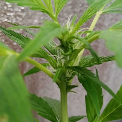 Lemmon growlog photo: Fotos tomadas a menos de una semana de armar con Marcia nuestro indoor, empapelando todo con rollo de aislante de Luminio y cinta gruesa, pasando un cable de la lámpara colgando, todo armado x nosotros, el indoor lo armó por completo mi esposa Marcia, le quedó de 10, a la más chica de las plantitas le hicimos un entrenamiento bajo en strees para insentivar su crecimiento, muchísimo más lento que nuestra otra plata.

 