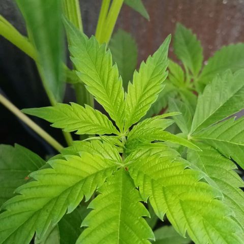 Lemmon growlog photo: Fotos tomadas a menos de una semana de armar con Marcia nuestro indoor, empapelando todo con rollo de aislante de Luminio y cinta gruesa, pasando un cable de la lámpara colgando, todo armado x nosotros, el indoor lo armó por completo mi esposa Marcia, le quedó de 10, a la más chica de las plantitas le hicimos un entrenamiento bajo en strees para insentivar su crecimiento, muchísimo más lento que nuestra otra plata.

 