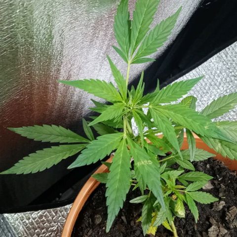 Lemmon growlog photo: Fotos tomadas a menos de una semana de armar con Marcia nuestro indoor, empapelando todo con rollo de aislante de Luminio y cinta gruesa, pasando un cable de la lámpara colgando, todo armado x nosotros, el indoor lo armó por completo mi esposa Marcia, le quedó de 10, a la más chica de las plantitas le hicimos un entrenamiento bajo en strees para insentivar su crecimiento, muchísimo más lento que nuestra otra plata.

 