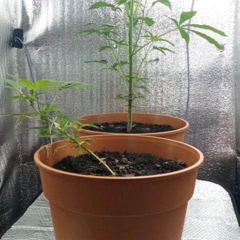 Lemmon growlog photo: Fotos tomadas a menos de una semana de armar con Marcia nuestro indoor, empapelando todo con rollo de aislante de Luminio y cinta gruesa, pasando un cable de la lámpara colgando, todo armado x nosotros, el indoor lo armó por completo mi esposa Marcia, le quedó de 10, a la más chica de las plantitas le hicimos un entrenamiento bajo en strees para insentivar su crecimiento, muchísimo más lento que nuestra otra plata.

 