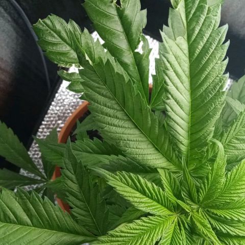 Lemmon growlog photo: Fotos tomadas a menos de una semana de armar con Marcia nuestro indoor, empapelando todo con rollo de aislante de Luminio y cinta gruesa, pasando un cable de la lámpara colgando, todo armado x nosotros, el indoor lo armó por completo mi esposa Marcia, le quedó de 10, a la más chica de las plantitas le hicimos un entrenamiento bajo en strees para insentivar su crecimiento, muchísimo más lento que nuestra otra plata.

 