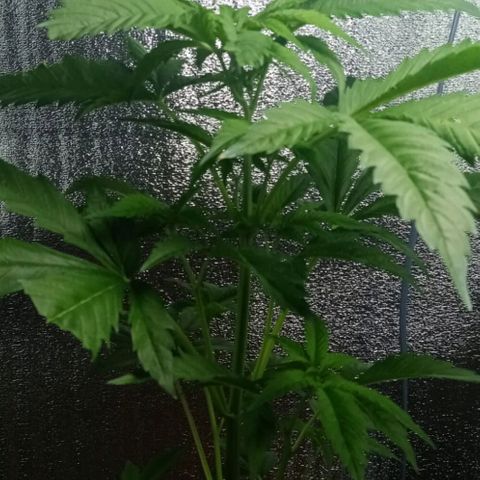 Lemmon growlog photo: Fotos tomadas a menos de una semana de armar con Marcia nuestro indoor, empapelando todo con rollo de aislante de Luminio y cinta gruesa, pasando un cable de la lámpara colgando, todo armado x nosotros, el indoor lo armó por completo mi esposa Marcia, le quedó de 10, a la más chica de las plantitas le hicimos un entrenamiento bajo en strees para insentivar su crecimiento, muchísimo más lento que nuestra otra plata.

 