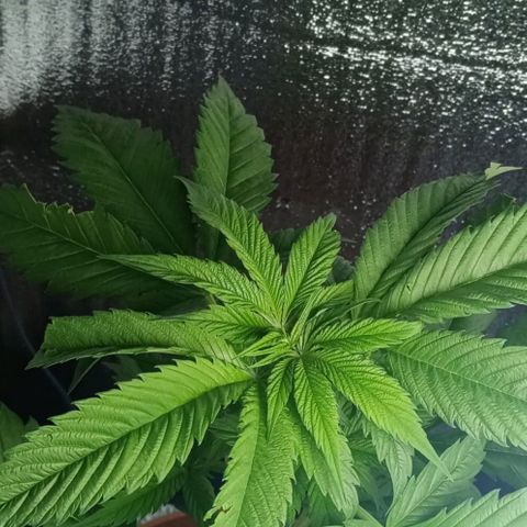 Lemmon growlog photo: Fotos tomadas a menos de una semana de armar con Marcia nuestro indoor, empapelando todo con rollo de aislante de Luminio y cinta gruesa, pasando un cable de la lámpara colgando, todo armado x nosotros, el indoor lo armó por completo mi esposa Marcia, le quedó de 10, a la más chica de las plantitas le hicimos un entrenamiento bajo en strees para insentivar su crecimiento, muchísimo más lento que nuestra otra plata.

 