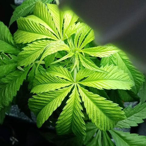 Lemmon growlog timeline photo