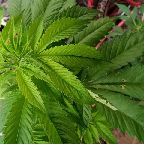 Lemmon growlog timeline photo