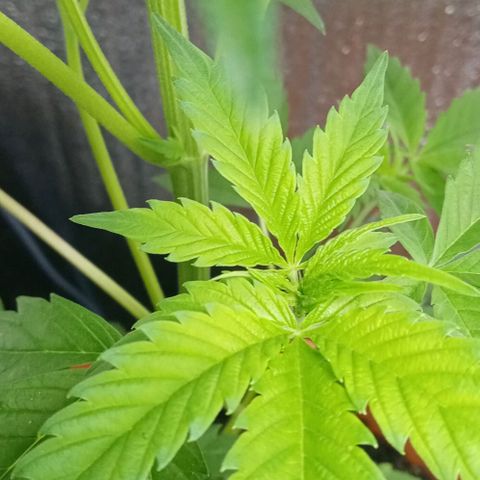 Lemmon growlog timeline photo