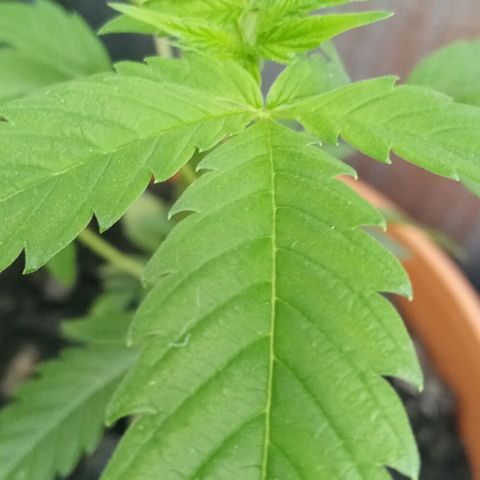 Lemmon growlog timeline photo