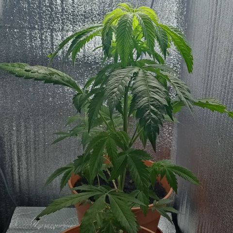 Lemmon growlog timeline photo