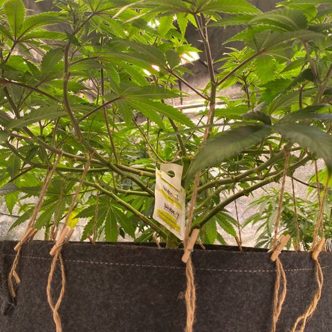 Master Kush growlog timeline photo