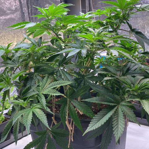 Master Kush growlog timeline photo