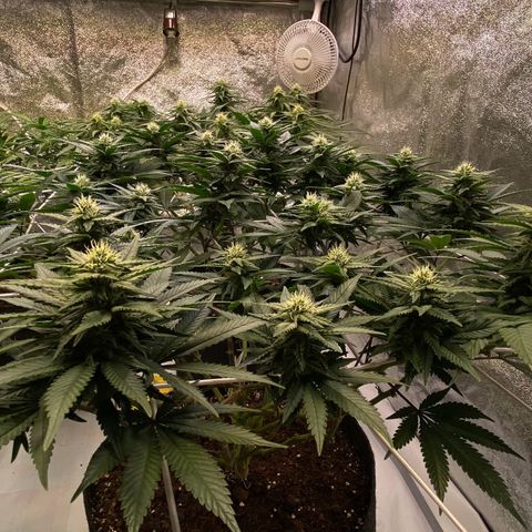 Master Kush growlog timeline photo