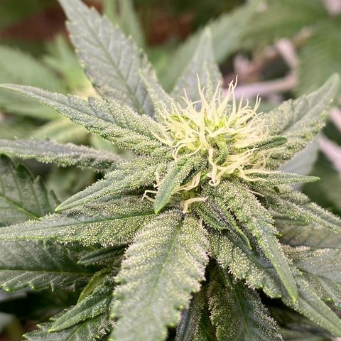 Master Kush growlog timeline photo