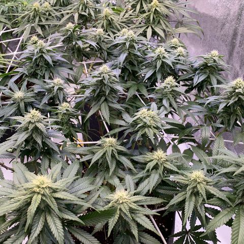 Master Kush growlog timeline photo