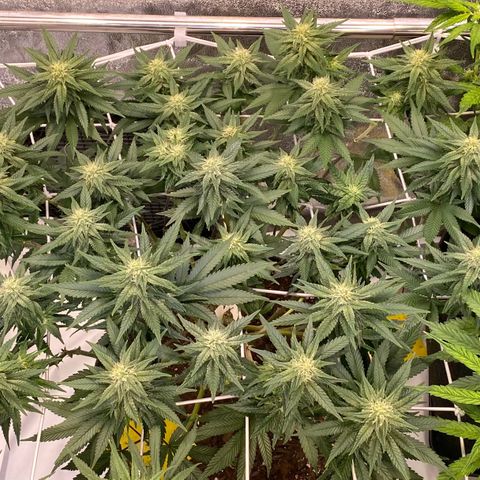 Master Kush growlog timeline photo