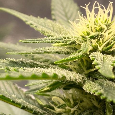 Master Kush growlog timeline photo