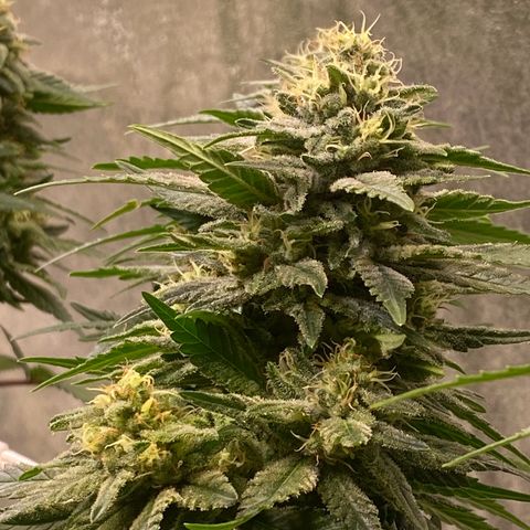 Master Kush growlog timeline photo