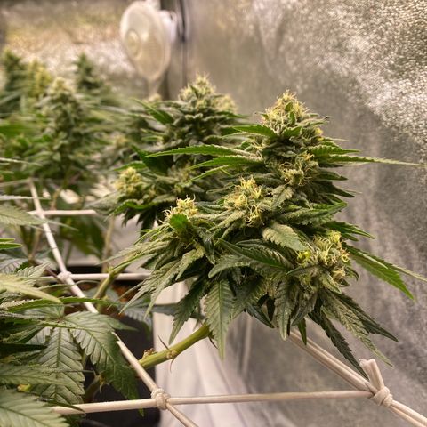 Master Kush growlog timeline photo
