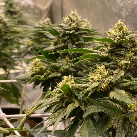 Master Kush growlog timeline photo