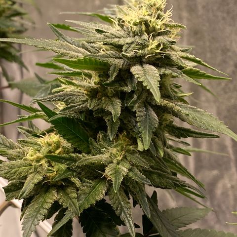 Master Kush growlog timeline photo