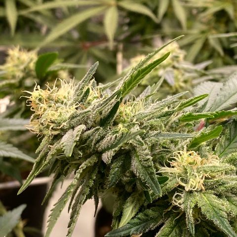 Master Kush growlog timeline photo