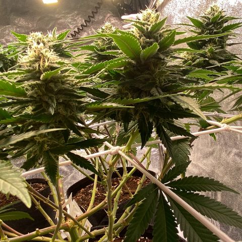 Master Kush growlog timeline photo