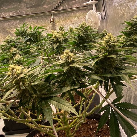 Master Kush growlog timeline photo