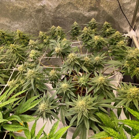 Master Kush growlog timeline photo