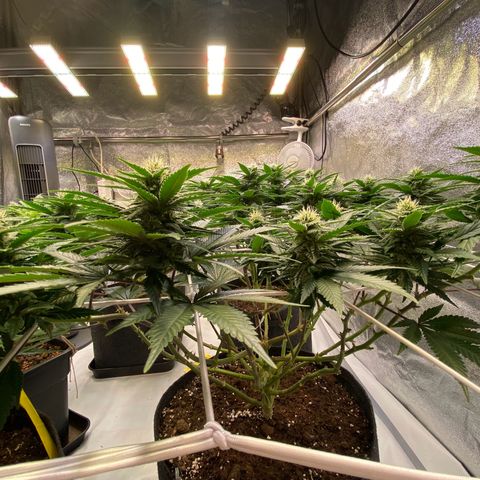 Master Kush growlog timeline photo