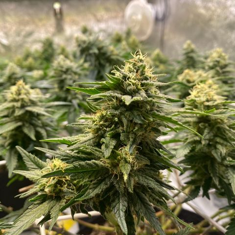 Master Kush growlog timeline photo