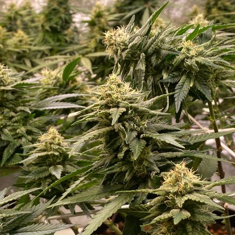 Master Kush growlog timeline photo