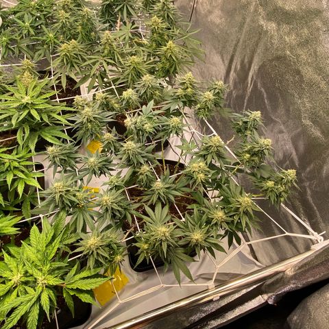 Master Kush growlog timeline photo