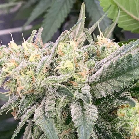 Master Kush growlog timeline photo