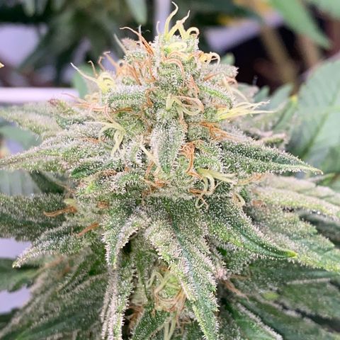 Master Kush growlog timeline photo