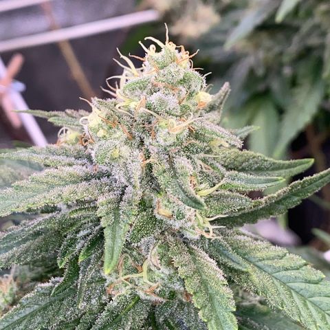 Master Kush growlog timeline photo