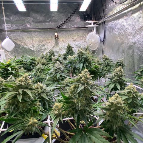 Master Kush growlog timeline photo