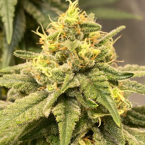 Master Kush growlog timeline photo