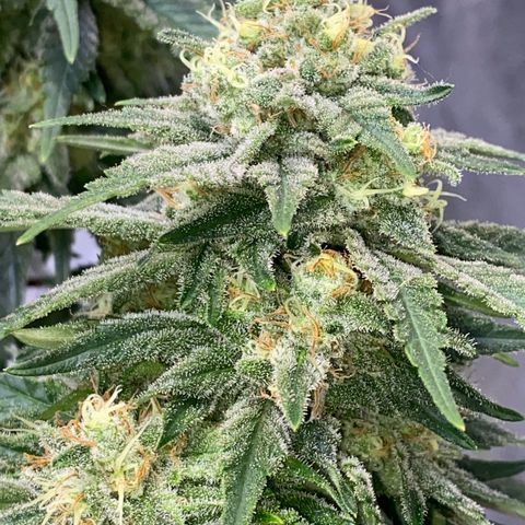Master Kush growlog timeline photo