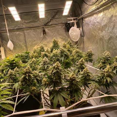 Master Kush growlog timeline photo