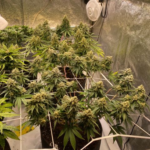 Master Kush growlog timeline photo