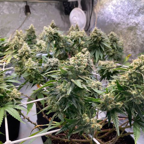 Master Kush growlog timeline photo