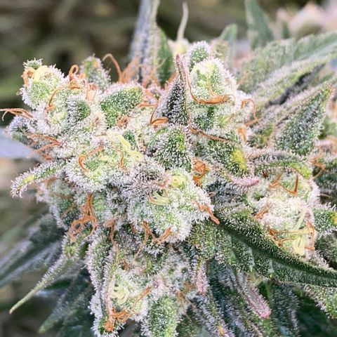 Master Kush growlog timeline photo