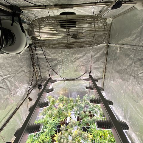 Master Kush growlog timeline photo