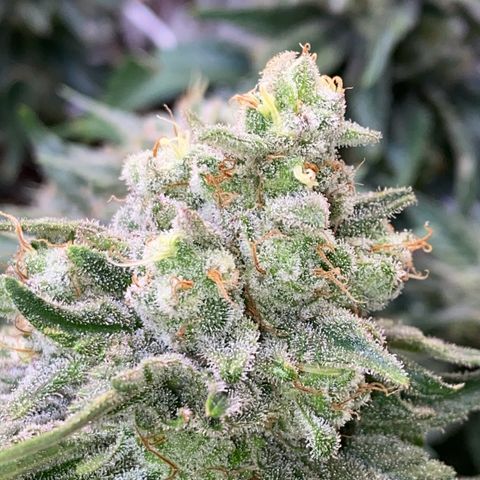 Master Kush growlog timeline photo